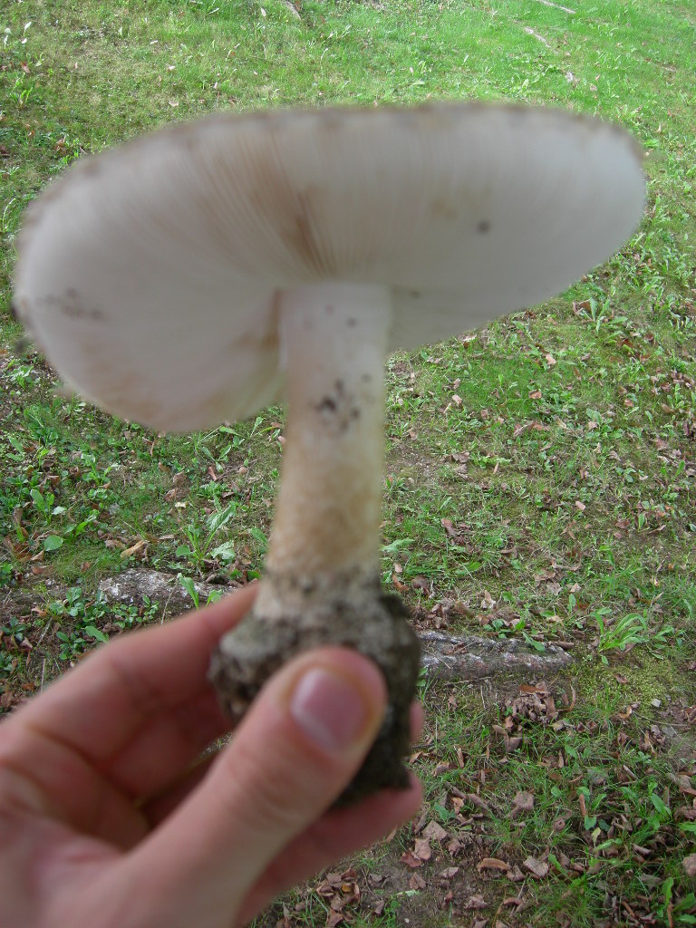 funghi a lamelle da determinare